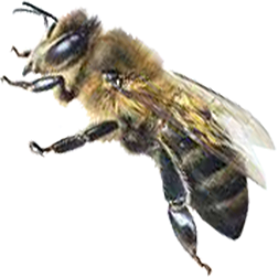 Caucasian Honey Bee